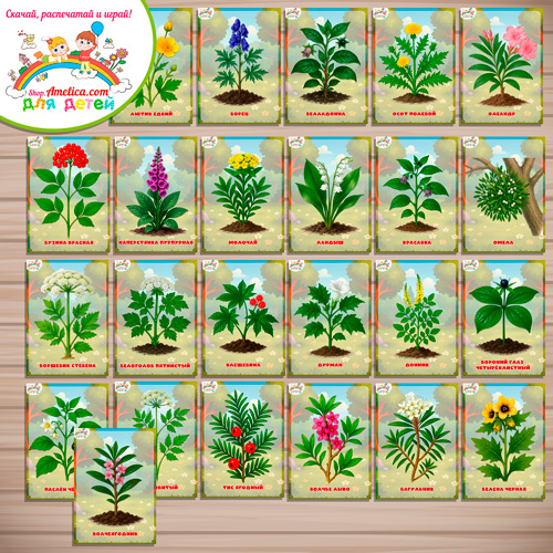 Демонстрационные карточки — презентация для оформления стенда для детского сада "Ядовитые растения". Демонстрационные карточки — презентация для оформления стенда для детского сада "Ядовитые растения".