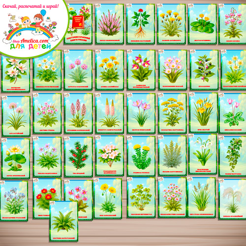 Карточки — презентации (наглядный материал) для оформления стенда для детей, для детского сада (ДОУ) Растения Красной книги России" Карточки — презентации (наглядный материал) для оформления стенда для детей, для детского сада (ДОУ) Растения Красной книги России"