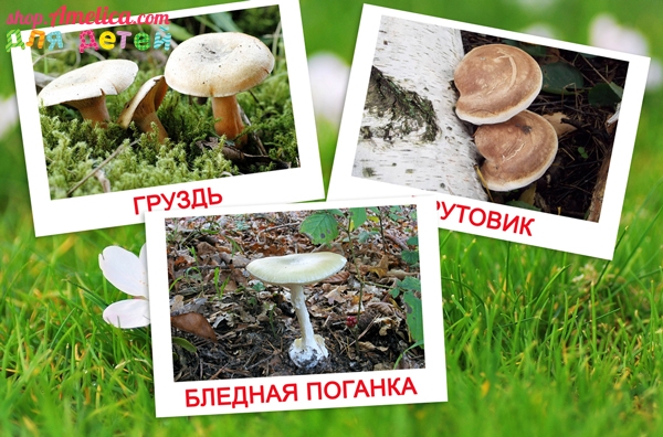 Грибы картинки для детей, карточки по методике Домана с картинками — грибы