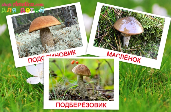 Грибы картинки для детей, карточки по методике Домана с картинками — грибы