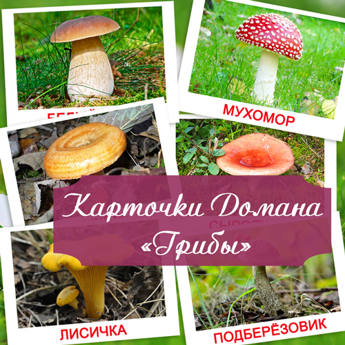 грибы картинки, карточки домана, методика домана, картинки грибы