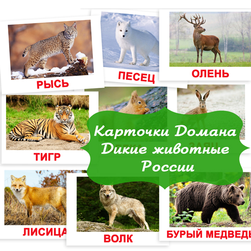 Dikie_zhivotnye_Rossii_kartinki_dlya_detey_kartochki_po_metodike_Domana_25