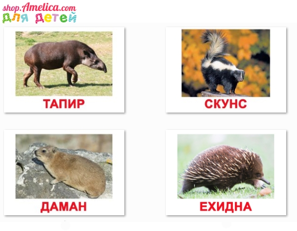 картинки экзотические животные, экзотические животные с названием,