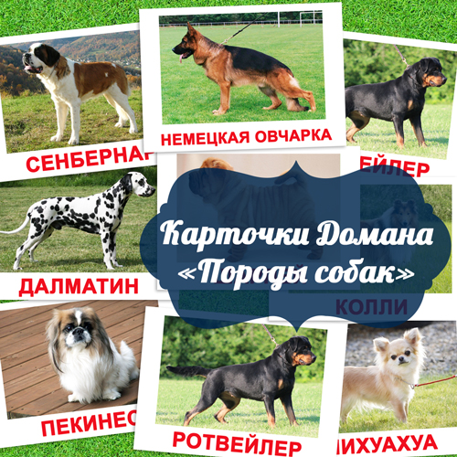 Картинки породы собак с названием для детей, карточки по методике Глена Домана «Вундеркинд с пеленок»