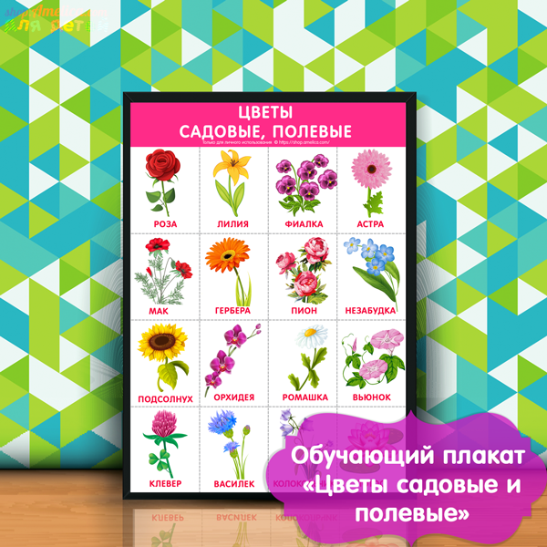 плакат для детского сада, картинки цветы садовые для детей, детские картинки цветы полевые, цветные картинки цветы