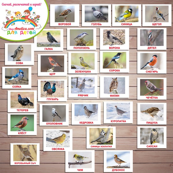 Тематический комплект «Зимующие птицы». Картинки зимующие птицы, развивающие игры про птиц скачать и распечатать