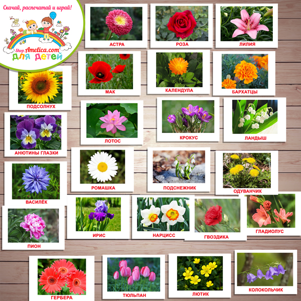 Цветы Фото Для Детей