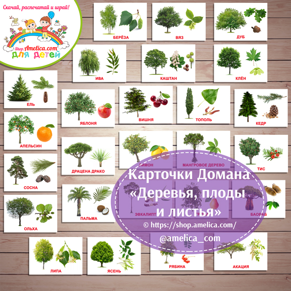 Картинки "Деревья, плоды и листья" с названием для детей скачать, карточки Домана «Вундеркинд с пеленок»