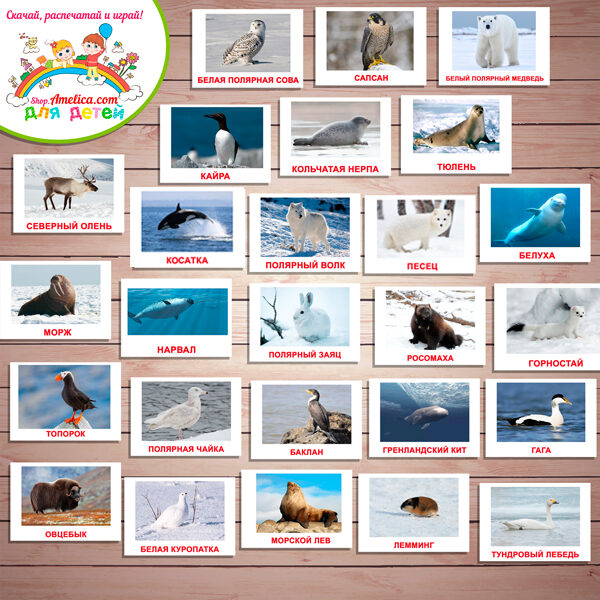 Тематический комплект животные Севера. Тематический комплект развивающего материала для детей "Кто живет на Севере?"