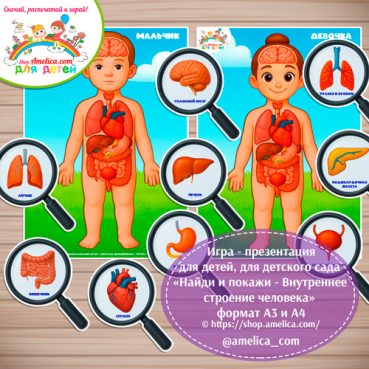 Дидактическая игра - презентация для дошкольников «Найди и покажи - Внутреннее строение человека» формат А3 и А4.