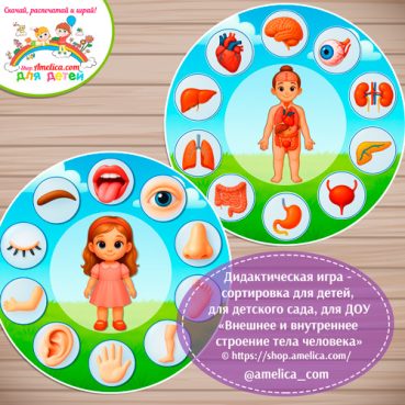 Дидактическая игра - сортировка «Внешнее и внутреннее строение тела человека»