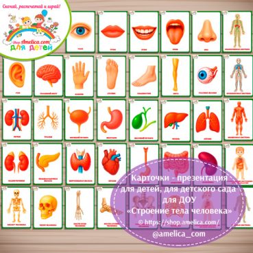 Развивающие карточки - презентации для дошкольников "Внешнее и внутреннее строение тела человека"