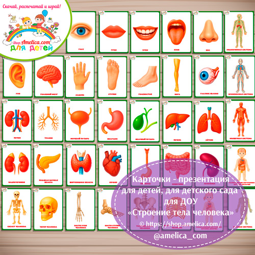 Развивающие карточки - презентации для дошкольников "Внешнее и внутреннее строение тела человека"
